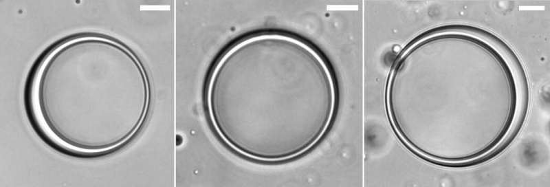 Scientists use protein, RNA to make hollow, spherical sacks called vesicles