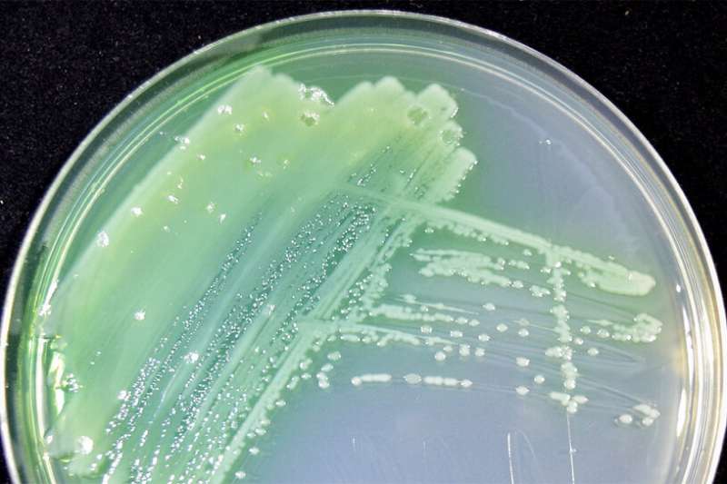 Not as gross as it sounds: Predicting how bacteria in mucus affect human health