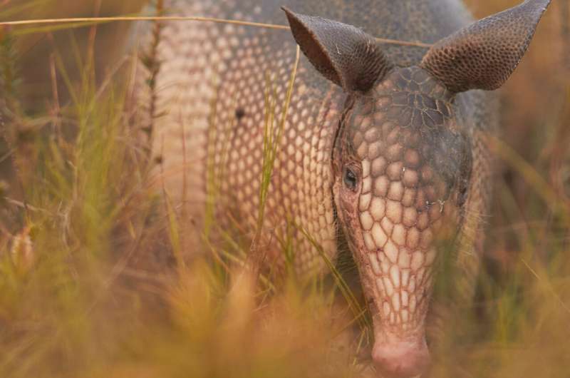 Saturday Citations: Armadillos are everywhere; Neanderthals still surprising anthropologists; kids are egalitarian